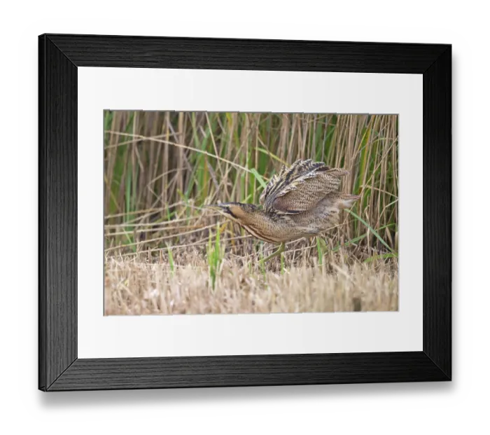Framed Print : Bittern (Botaurus stellaris) shaking its feathers among reedbed, Suffolk, England, UK. November Framed Print : Bittern (Botaurus stellaris) shaking its feathers among reedbed, Suffolk, England, UK. November