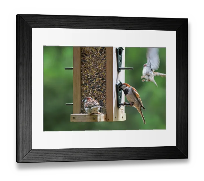 Framed Print : Three House sparrows (Passer domesticus) male, feeding on seeds at garden bird feeder, Flanders, Belgium. July Framed Print : Three House sparrows (Passer domesticus) male, feeding on seeds at garden bird feeder, Flanders, Belgium. July