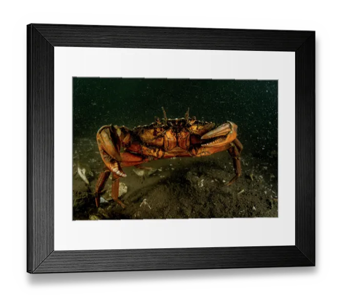 Framed Print : European green crab (Carcinus maenas) on the seabed, Sooke, Vancouver Island, British Columbia, Canada, Pacific Ocean Framed Print : European green crab (Carcinus maenas) on the seabed, Sooke, Vancouver Island, British Columbia, Canada, Pacific Ocean