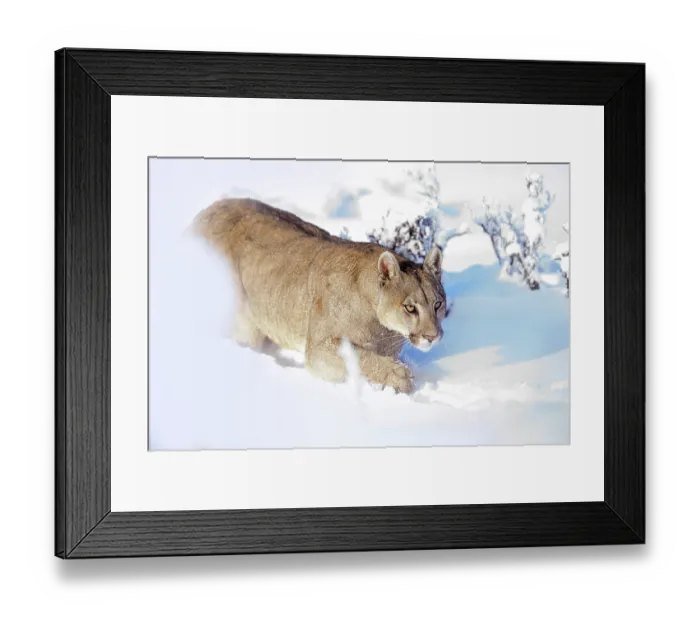 Framed Print : Puma (Puma concolor) female, walking through deep snow, Torres del Paine National Park, Patagonia, Chile Framed Print : Puma (Puma concolor) female, walking through deep snow, Torres del Paine National Park, Patagonia, Chile