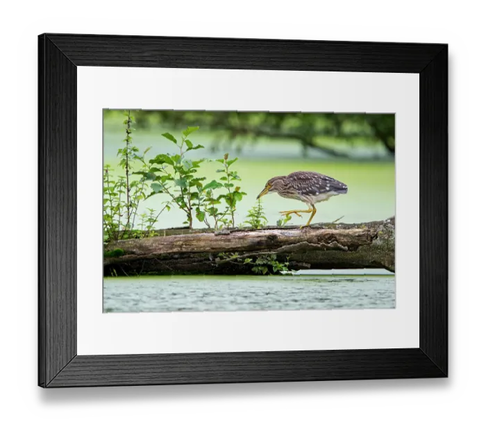 Framed Print : Black-crowned night-heron (Nycticorax nycticorax) juvenile, walking along fallen tree trunk over pond, Flanders, Belgium. August Framed Print : Black-crowned night-heron (Nycticorax nycticorax) juvenile, walking along fallen tree trunk over pond, Flanders, Belgium. August