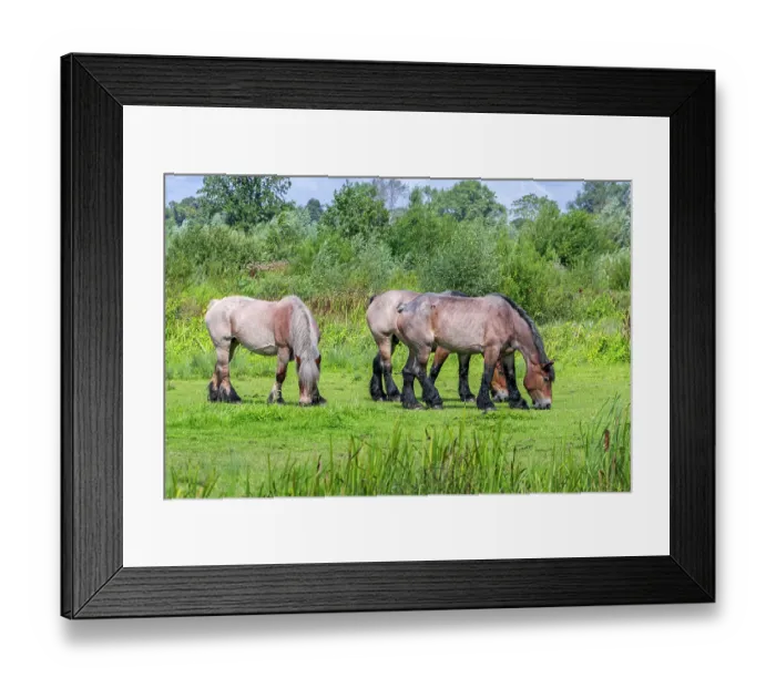 Framed Print : Three Belgian draught horses grazing in pasture, Bourgoyen-Ossemeersen nature reserve, East Flanders, Belgium. August Framed Print : Three Belgian draught horses grazing in pasture, Bourgoyen-Ossemeersen nature reserve, East Flanders, Belgium. August
