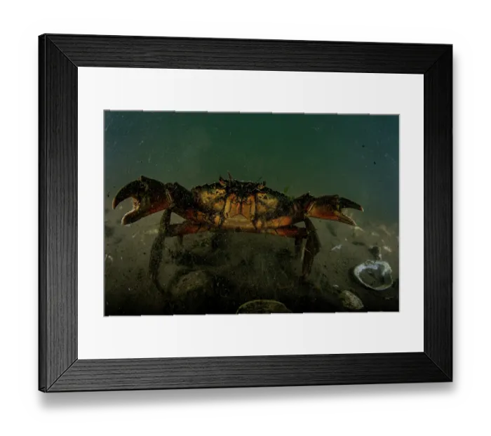 Framed Print : European green crab (Carcinus maenas) on the seabed, Sooke, Vancouver Island, British Columbia, Canada, Pacific Ocean Framed Print : European green crab (Carcinus maenas) on the seabed, Sooke, Vancouver Island, British Columbia, Canada, Pacific Ocean