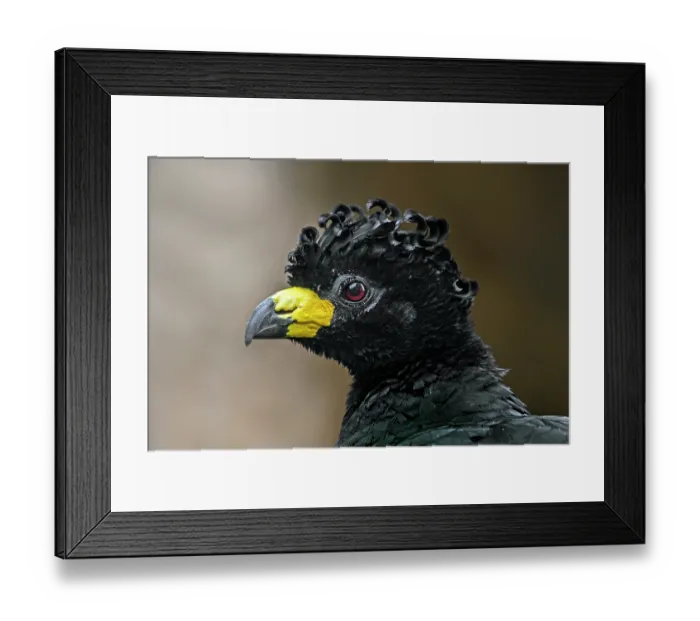 Framed Print : Bare-faced curassow (Crax fasciolata) male, head portrait, Captive, occurs in South America Framed Print : Bare-faced curassow (Crax fasciolata) male, head portrait, Captive, occurs in South America