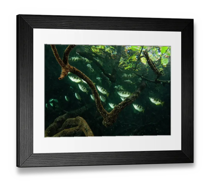 Framed Print : Banded archerfish (Toxotes jaculatrix) school swimming among mangrove roots, Misool, Raja Ampat, Indonesia, Pacific Ocean Framed Print : Banded archerfish (Toxotes jaculatrix) school swimming among mangrove roots, Misool, Raja Ampat, Indonesia, Pacific Ocean