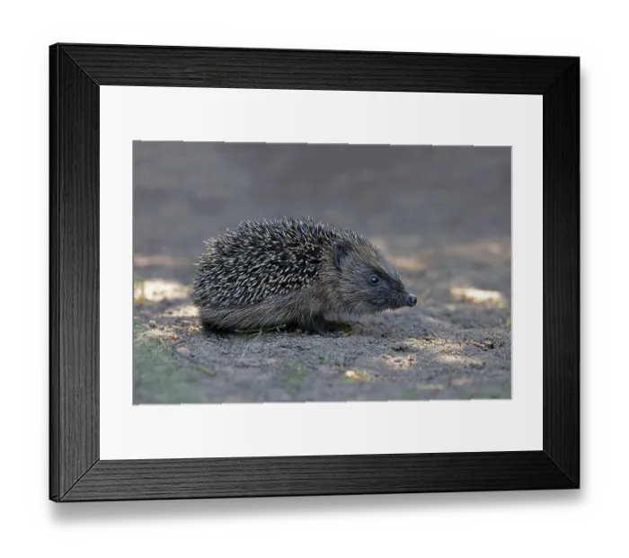 Framed Print : European hedgehog (Erinaceus europaeus) portrait, Norwich, England, UK. May Framed Print : European hedgehog (Erinaceus europaeus) portrait, Norwich, England, UK. May