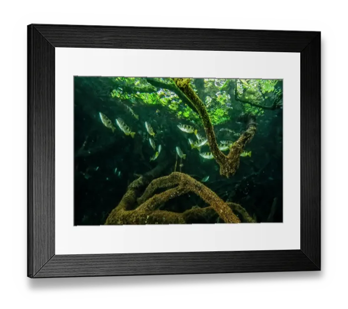 Framed Print : Banded archerfish (Toxotes jaculatrix) school swimming among mangrove roots, Misool, Raja Ampat, Indonesia, Pacific Ocean Framed Print : Banded archerfish (Toxotes jaculatrix) school swimming among mangrove roots, Misool, Raja Ampat, Indonesia, Pacific Ocean