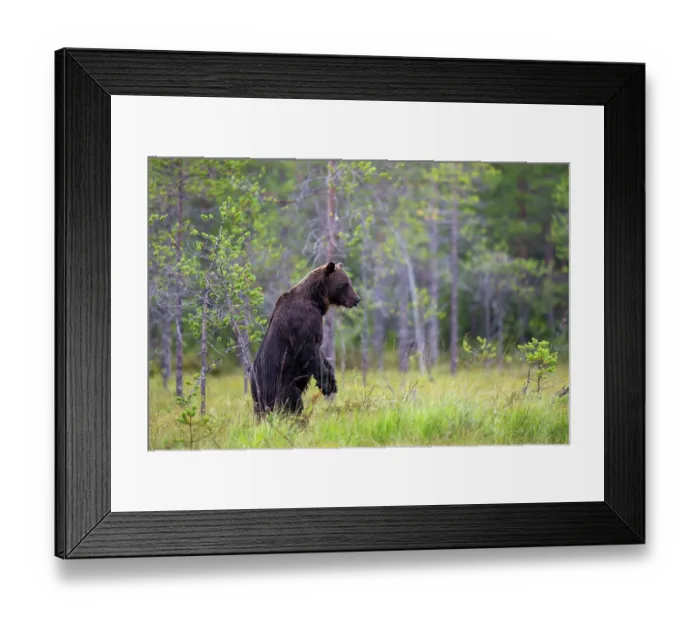 Framed Print : RF - Eurasian brown bear (Ursus arctos) standing on hind legs in forest clearing, Kuikka camp, Kuhmo, Finland. August Framed Print : RF - Eurasian brown bear (Ursus arctos) standing on hind legs in forest clearing, Kuikka camp, Kuhmo, Finland. August