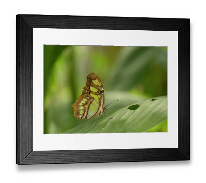 Framed Print : Malachite butterfly (Siproeta stelenes) resting on leaf in butterfly house, Devon, UK. July. Captive Framed Print : Malachite butterfly (Siproeta stelenes) resting on leaf in butterfly house, Devon, UK. July. Captive