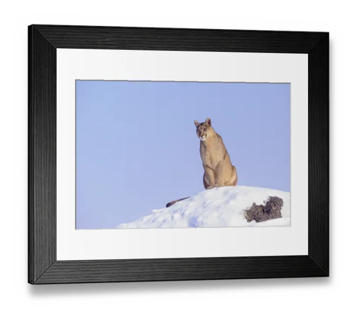 Framed Print : Puma (Puma concolor) female, sitting on look out rock in deep snow, Torres del Paine National Park, Patagonia, Chile Framed Print : Puma (Puma concolor) female, sitting on look out rock in deep snow, Torres del Paine National Park, Patagonia, Chile