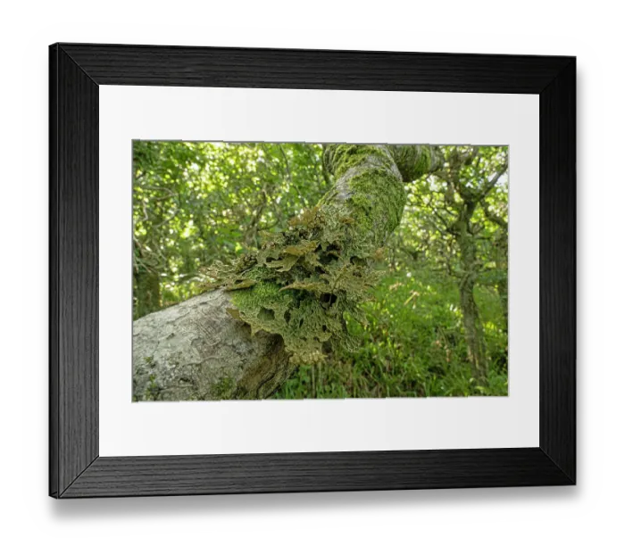 Framed Print : Tree lungwort lichen (Lobaria pulmonaria) growing on branch in temperate rainforest habitat, The Dizzard, north Cornwall, UK. August Framed Print : Tree lungwort lichen (Lobaria pulmonaria) growing on branch in temperate rainforest habitat, The Dizzard, north Cornwall, UK. August