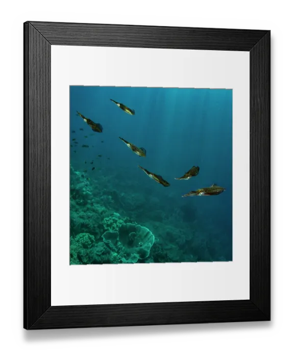 Framed Print : Group of Bigfin reef squid (Sepioteuthis lessoniana) swimming over a coral reef, Raja Ampat, Indonesia, Pacific Ocean Framed Print : Group of Bigfin reef squid (Sepioteuthis lessoniana) swimming over a coral reef, Raja Ampat, Indonesia, Pacific Ocean