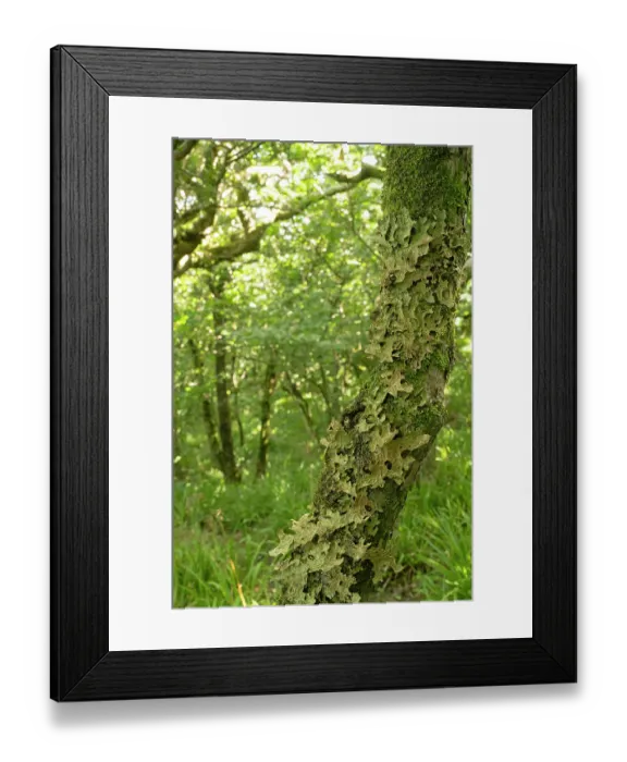 Framed Print : Tree lungwort lichen (Lobaria pulmonaria) growing on tree trunk in temperate rainforest habitat, The Dizzard, north Cornwall, UK. August Framed Print : Tree lungwort lichen (Lobaria pulmonaria) growing on tree trunk in temperate rainforest habitat, The Dizzard, north Cornwall, UK. August