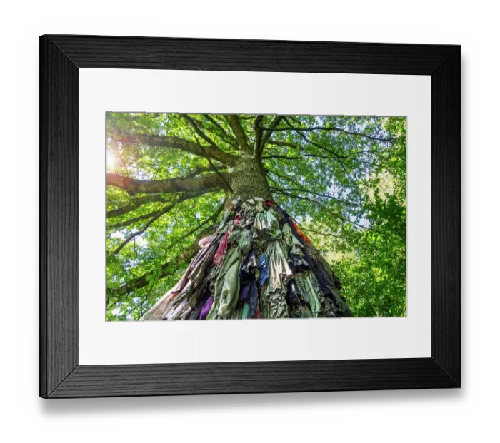 Framed Print : Old clothes hanging from the Chene a clous / nail tree of Herchies, a healing oak for curing skin diseases, near Jurbise, Hainaut, Wallonia, Belgium. September, 2023 Framed Print : Old clothes hanging from the Chene a clous / nail tree of Herchies, a healing oak for curing skin diseases, near Jurbise, Hainaut, Wallonia, Belgium. September, 2023