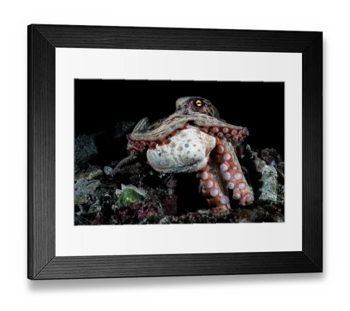 Framed Print : East Asian common octopus (Octopus sinensis) holding a clam in its tentacles, Kagoshima Prefecture, Japan, Pacific Ocean Framed Print : East Asian common octopus (Octopus sinensis) holding a clam in its tentacles, Kagoshima Prefecture, Japan, Pacific Ocean
