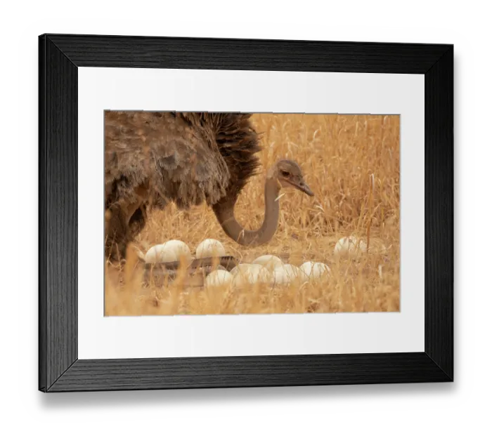 Framed Print : Masai ostrich (Struthio camelus massaicus) female, sitting on heels at nest, arranging eggs, Tarangire National Park, Tanzania Framed Print : Masai ostrich (Struthio camelus massaicus) female, sitting on heels at nest, arranging eggs, Tarangire National Park, Tanzania