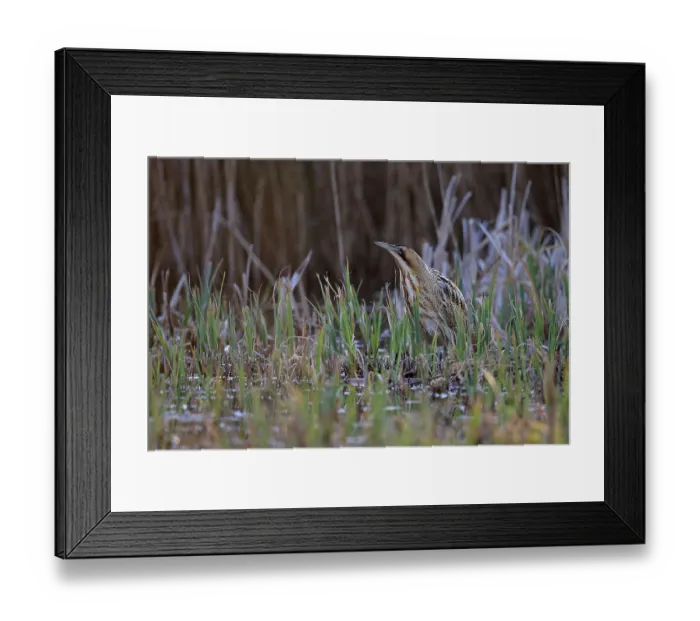 Framed Print : RF - Bittern (Botaurus stellaris) standing among reeds at water's edge, Norfolk, England, UK. March. (This image may be licensed either as rights managed or royalty free.) Framed Print : RF - Bittern (Botaurus stellaris) standing among reeds at water's edge, Norfolk, England, UK. March. (This image may be licensed either as rights managed or royalty free.)