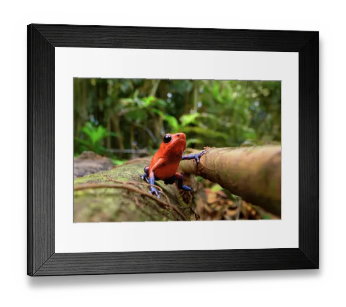 Framed Print : Strawberry poison dart frog (Oophaga pumilio) blue jeans morph, resting on forest floor, Boca Tapada, Atlantic slope, Costa Rica
