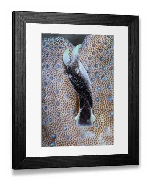 Framed Print : Headshield slug (Chelidonura amoena) portrait, Triton Bay, West Papua, Indonesia, Pacific Ocean Framed Print : Headshield slug (Chelidonura amoena) portrait, Triton Bay, West Papua, Indonesia, Pacific Ocean
