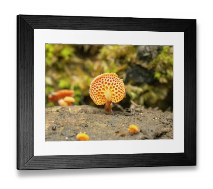 Framed Print : Orange ping-pong bat fungus (Favolaschia claudopus) close up, Fowey, Cornwall, UK. August