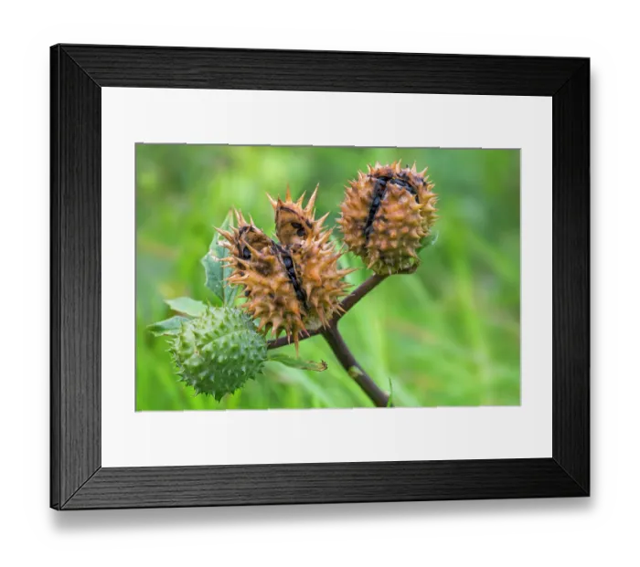 Framed Print : Thorn apple (Datura stramonium) close-up of mature and immature seed capsules in autumn, Flanders, Belgium. October Framed Print : Thorn apple (Datura stramonium) close-up of mature and immature seed capsules in autumn, Flanders, Belgium. October