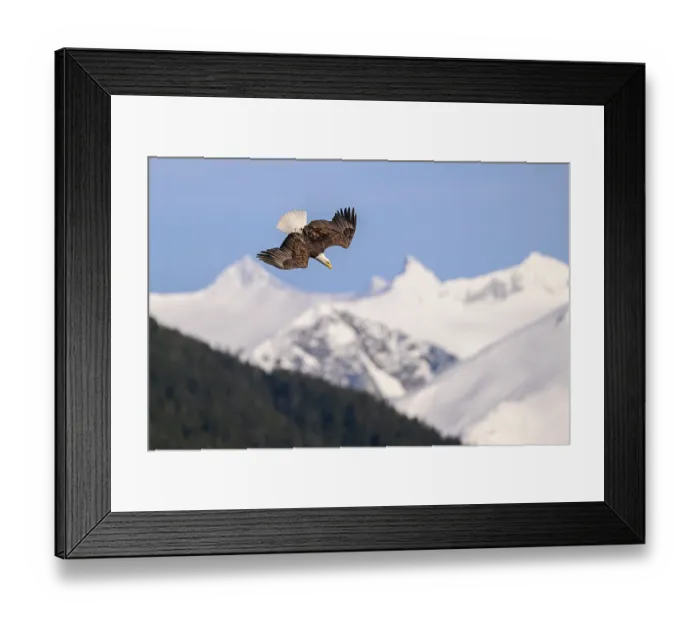 Framed Print : Bald eagle (Haliaeetus leucocephalus) in flight, swooping down over Sitka Sound with snow-covered mountains behind, Sitka, Alaska, USA Framed Print : Bald eagle (Haliaeetus leucocephalus) in flight, swooping down over Sitka Sound with snow-covered mountains behind, Sitka, Alaska, USA