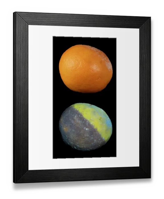 Framed Print : Mould on Satsuma under visible light (top) and fluorescing under UV light (bottom) Framed Print : Mould on Satsuma under visible light (top) and fluorescing under UV light (bottom)