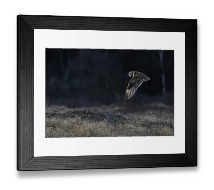 Framed Print : Short-eared owl (Asio flammeus) in flight, Winterton, Norfolk, England, UK. January