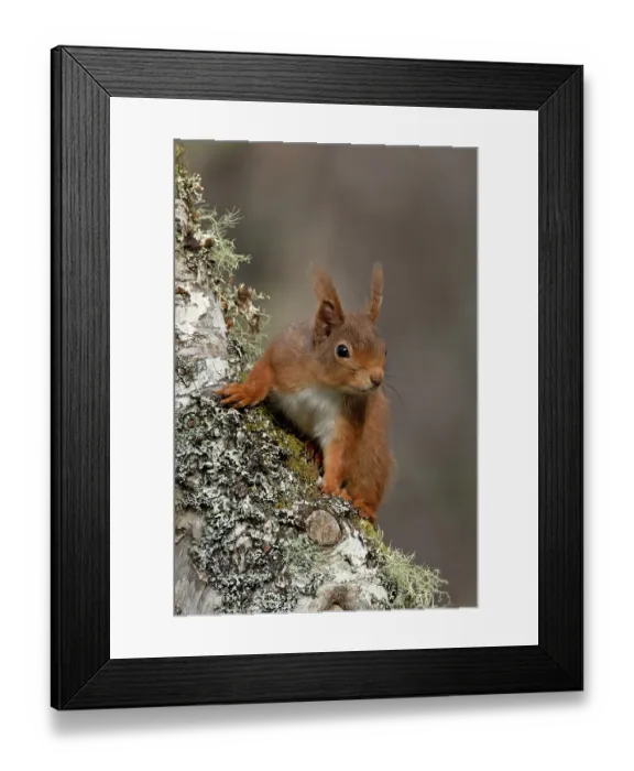 Framed Print : Red squirrel (Sciurus vulgaris) resting on tree trunk, Insh, Highlands, Scotland, UK. April