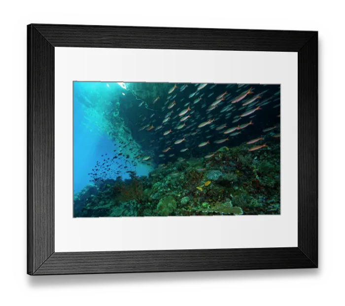 Framed Print : School of Slender fusiliers (Gymnocaesio gymnoptera) swimming over reef in shallow water, Raja Ampat, Indonesia, Pacific Ocean Framed Print : School of Slender fusiliers (Gymnocaesio gymnoptera) swimming over reef in shallow water, Raja Ampat, Indonesia, Pacific Ocean