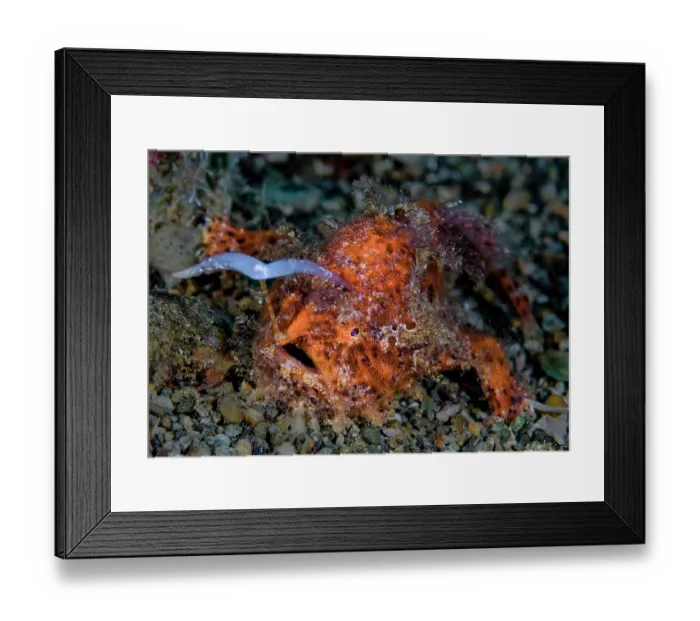 Framed Print : Striated frogfish (Antennarius striatus) using its bifurcated, worm-like lure (esca) to hunt for food on seabed, Ambon, Indonesia, Pacific Ocean Framed Print : Striated frogfish (Antennarius striatus) using its bifurcated, worm-like lure (esca) to hunt for food on seabed, Ambon, Indonesia, Pacific Ocean