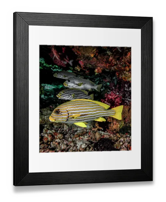 Framed Print : Ribbon sweetlips (Plectorhinchus polytaenia) top Framed Print : Ribbon sweetlips (Plectorhinchus polytaenia) top