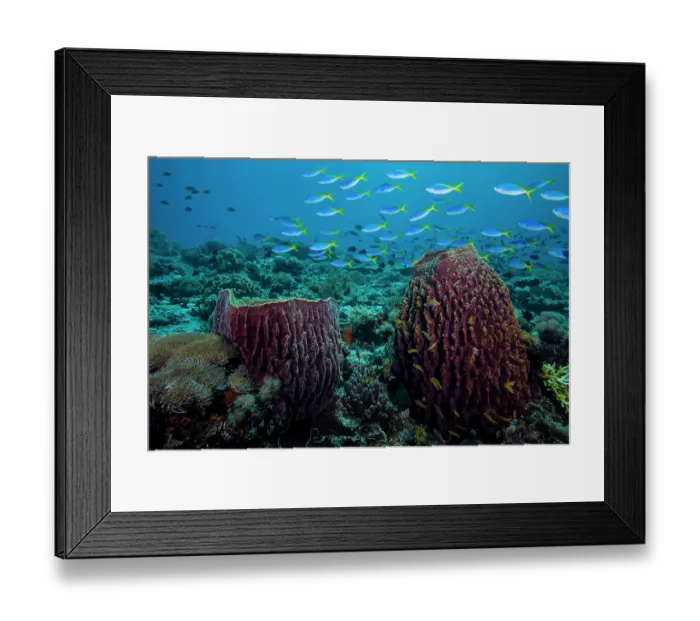 Framed Print : Giant barrel sponges (Xestospongia sp.) and Yellow-tail fusiliers (Caesio teres) on a coral reef with Threadfin anthias (Pseudanthias huchti) in foreground, Ambon, Indonesia Framed Print : Giant barrel sponges (Xestospongia sp.) and Yellow-tail fusiliers (Caesio teres) on a coral reef with Threadfin anthias (Pseudanthias huchti) in foreground, Ambon, Indonesia