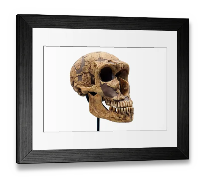 Framed Print : Skull replica of Homo neanderthalensis / Neanderthal, extinct species of archaic human who lived in Eurasia until about 40, 000 years ago Framed Print : Skull replica of Homo neanderthalensis / Neanderthal, extinct species of archaic human who lived in Eurasia until about 40, 000 years ago