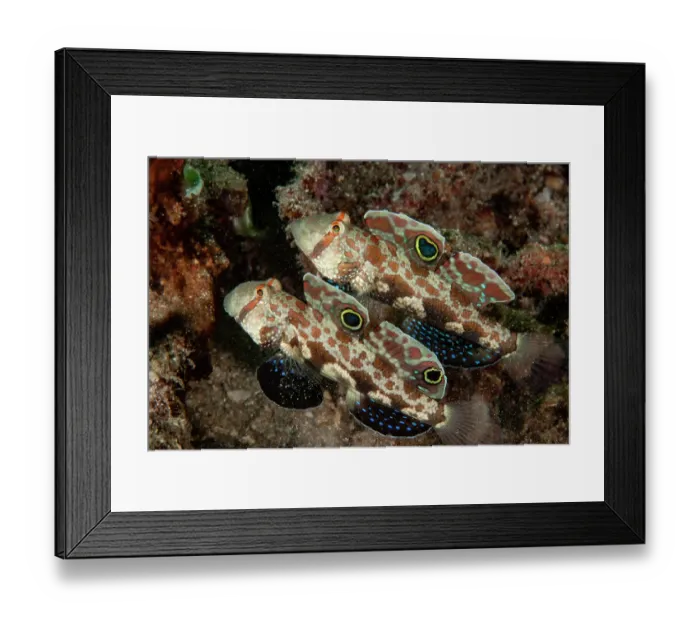 Framed Print : Two Signal gobies (Signigobius biocellatus) side by side, portrait, Raja Ampat, Indonesia, Pacific Ocean Framed Print : Two Signal gobies (Signigobius biocellatus) side by side, portrait, Raja Ampat, Indonesia, Pacific Ocean