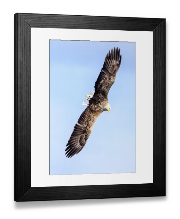 Framed Print : White-tailed eagle (Haliaeetus albicilla) in flight, Loch Na Keel, Isle of Mull, Scotland, UK. June Framed Print : White-tailed eagle (Haliaeetus albicilla) in flight, Loch Na Keel, Isle of Mull, Scotland, UK. June