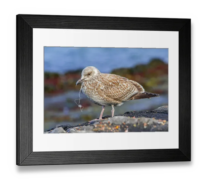Framed Print : European herring gull (Larus argentatus) juvenile in first winter plumage, with broken fishing line and fish hook wedged in its beak, Zeeland, Netherlands. October Framed Print : European herring gull (Larus argentatus) juvenile in first winter plumage, with broken fishing line and fish hook wedged in its beak, Zeeland, Netherlands. October