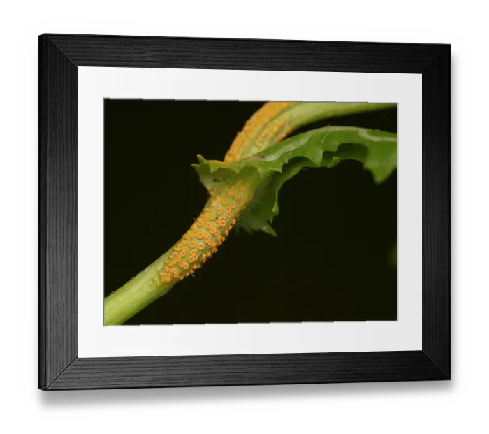 Framed Print : Rust fungus (Puccinia lagenophorae) growing on Groundsel (Senecio vulgaris) on black background, Surrey, UK. August Framed Print : Rust fungus (Puccinia lagenophorae) growing on Groundsel (Senecio vulgaris) on black background, Surrey, UK. August