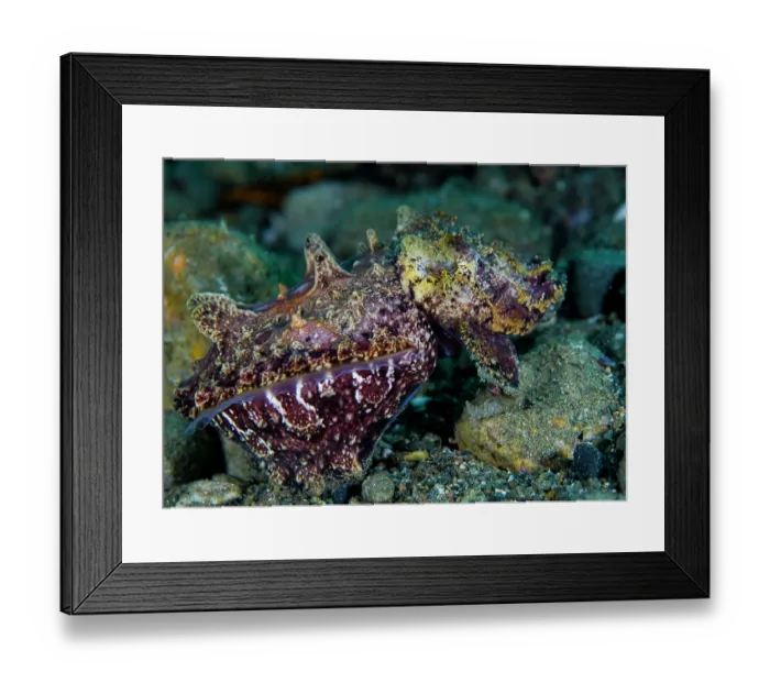 Framed Print : Flamboyant cuttlefish (Metasepia pfefferi) camouflaged on seabed, hunting, Ambon, Indonesia, Pacific Ocean