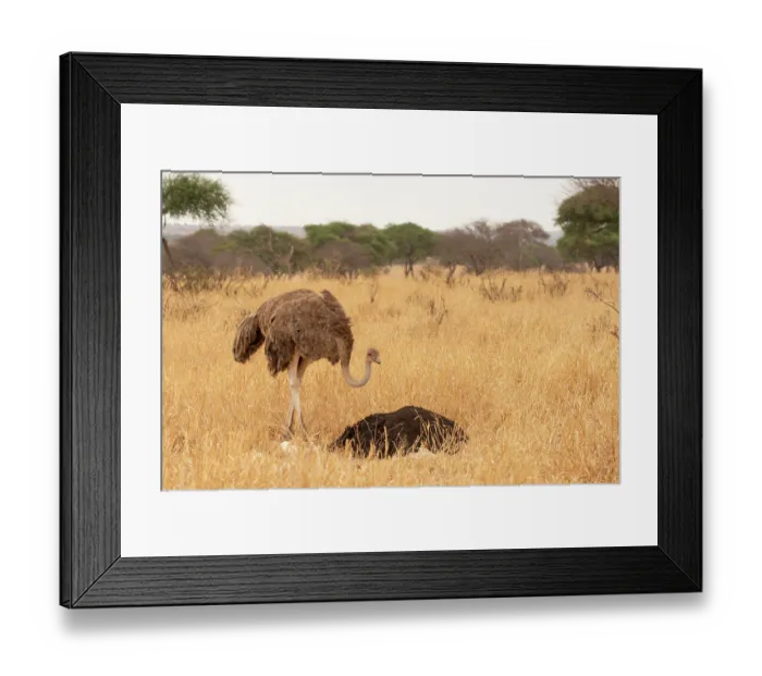 Framed Print : Masai ostriches (Struthio camelus massaicus) pair at nest, incubation changeover, male to female, Tarangire National Park Tanzania Framed Print : Masai ostriches (Struthio camelus massaicus) pair at nest, incubation changeover, male to female, Tarangire National Park Tanzania