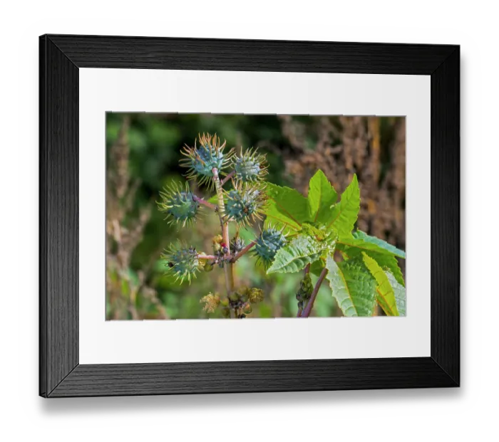 Framed Print : Castor bean (Ricinus communis) close-up of seed capsules, fruit and leaves in autumn, October Framed Print : Castor bean (Ricinus communis) close-up of seed capsules, fruit and leaves in autumn, October