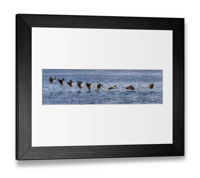 Framed Print : Bald eagle (Haliaeetus leucocephalus) catching Pacific herring (Clupea pallasii) prey at water surface, Sitka Sound, Alaska, USA. Composite image Framed Print : Bald eagle (Haliaeetus leucocephalus) catching Pacific herring (Clupea pallasii) prey at water surface, Sitka Sound, Alaska, USA. Composite image