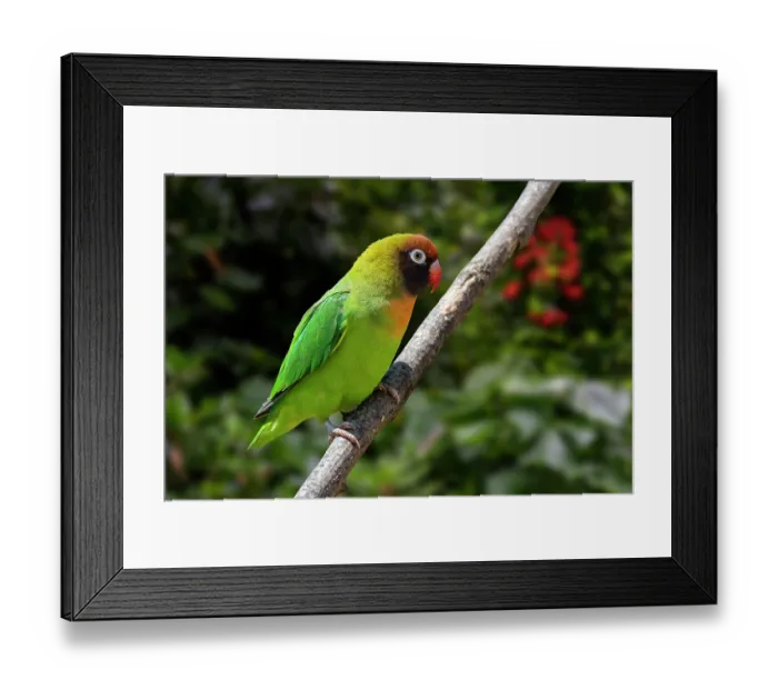 Framed Print : Black-cheeked lovebird (Agapornis nigrigenis) perched on branch. Captive, occurs in southwest Zambia. Digital composition Framed Print : Black-cheeked lovebird (Agapornis nigrigenis) perched on branch. Captive, occurs in southwest Zambia. Digital composition