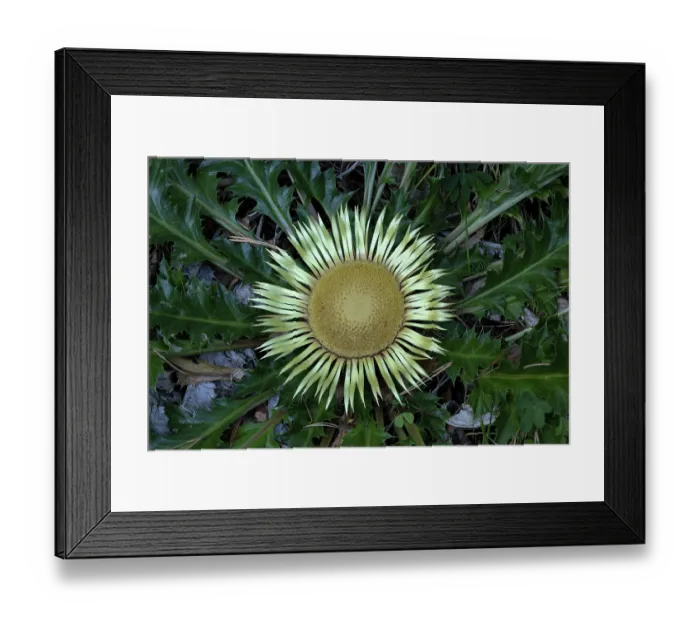 Framed Print : Stemless carline thistle (Carlina acaulis) in flower, Pyrenees, Spain. August Framed Print : Stemless carline thistle (Carlina acaulis) in flower, Pyrenees, Spain. August