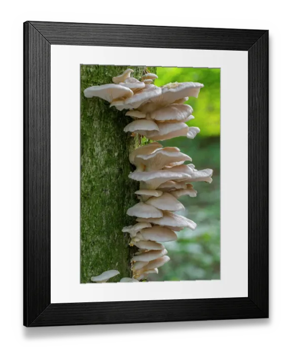 Framed Print : Indian oyster (Pleurotus pulmonarius) fungi on broadleaf tree trunk in forest in autumn, Flanders, Belgium. October Framed Print : Indian oyster (Pleurotus pulmonarius) fungi on broadleaf tree trunk in forest in autumn, Flanders, Belgium. October