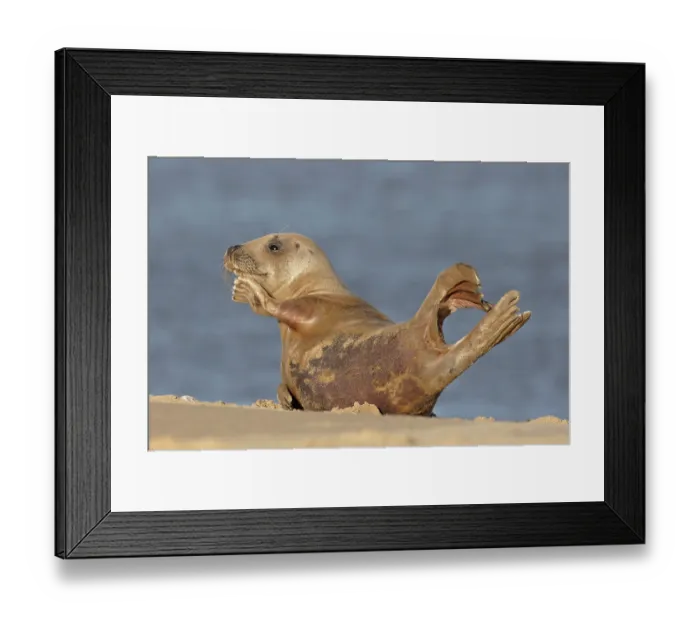 Framed Print : RF - Grey seal (Halichoerus grypus) rollong in sand on beach with flipper raised, Norfolk, England, UK. November Framed Print : RF - Grey seal (Halichoerus grypus) rollong in sand on beach with flipper raised, Norfolk, England, UK. November
