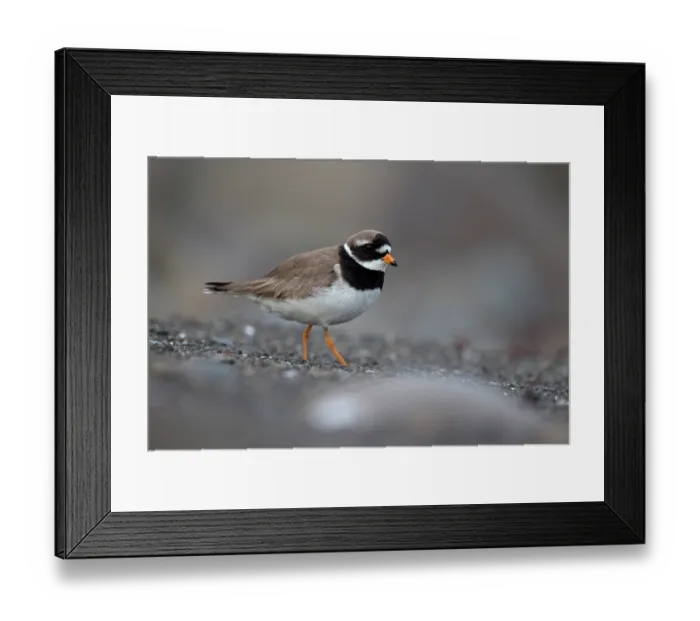 Framed Print : RF - Ringed plover (Charadrius hiaticula) portrait, Iceland. June. (This image may be licensed either as rights managed or royalty free.) Framed Print : RF - Ringed plover (Charadrius hiaticula) portrait, Iceland. June. (This image may be licensed either as rights managed or royalty free.)