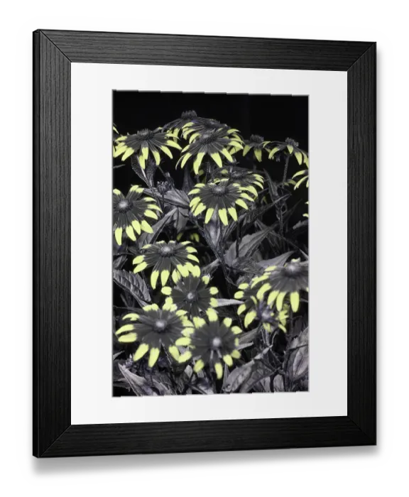 Framed Print : Black eyed susan (Rudbeckia sp.) flowers under UV light on black background Framed Print : Black eyed susan (Rudbeckia sp.) flowers under UV light on black background
