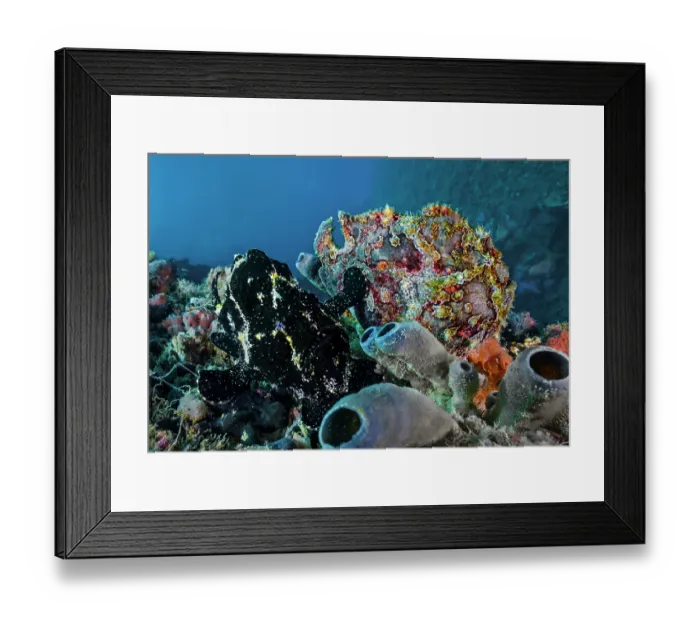 Framed Print : Giant frogfish (Antennarius commersoni) mated pair, female right, resting on seabed, Ambon, Indonesia; Pacific Ocean Framed Print : Giant frogfish (Antennarius commersoni) mated pair, female right, resting on seabed, Ambon, Indonesia; Pacific Ocean