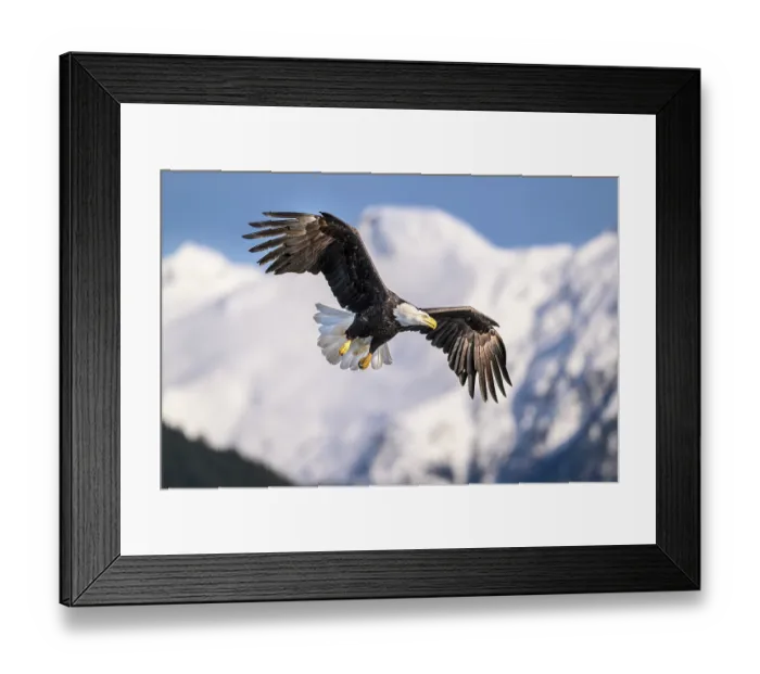 Framed Print : Bald eagle (Haliaeetus leucocephalus) in flight over Sitka Sound with snow-covered mountains behind, Sitka, Alaska, USA. March Framed Print : Bald eagle (Haliaeetus leucocephalus) in flight over Sitka Sound with snow-covered mountains behind, Sitka, Alaska, USA. March